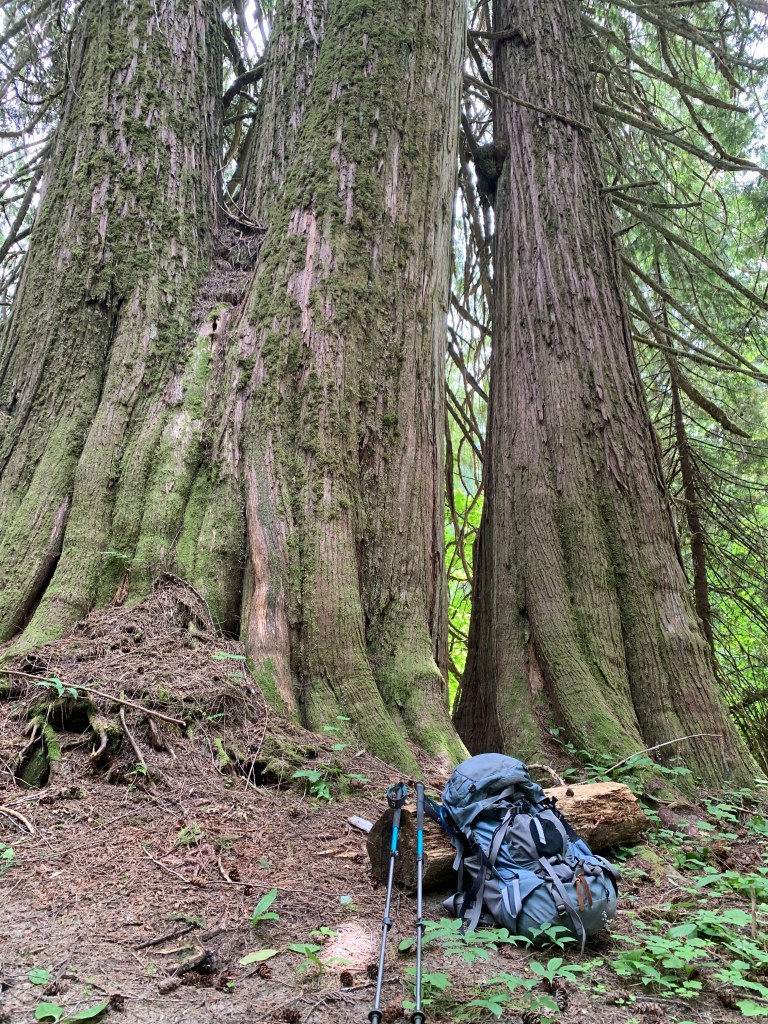 very large trees with a backpack and hiking poles in the North Cascades